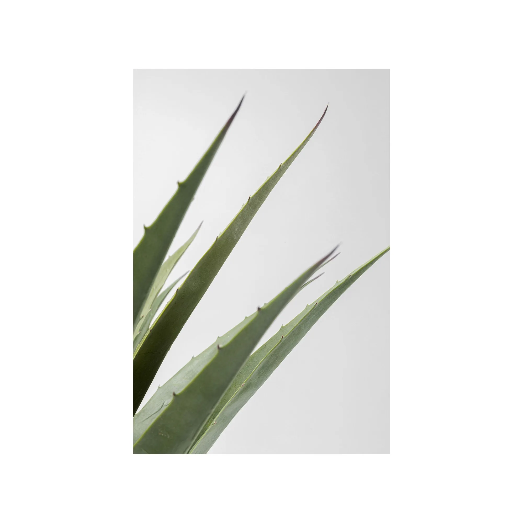 KARE Design Plante Décorative Agave 85cm ^ Plante Décorative