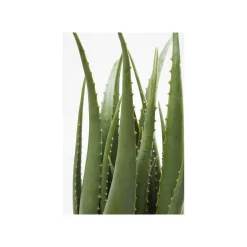 KARE Design Plante Décorative Aloe ^ Plante Décorative