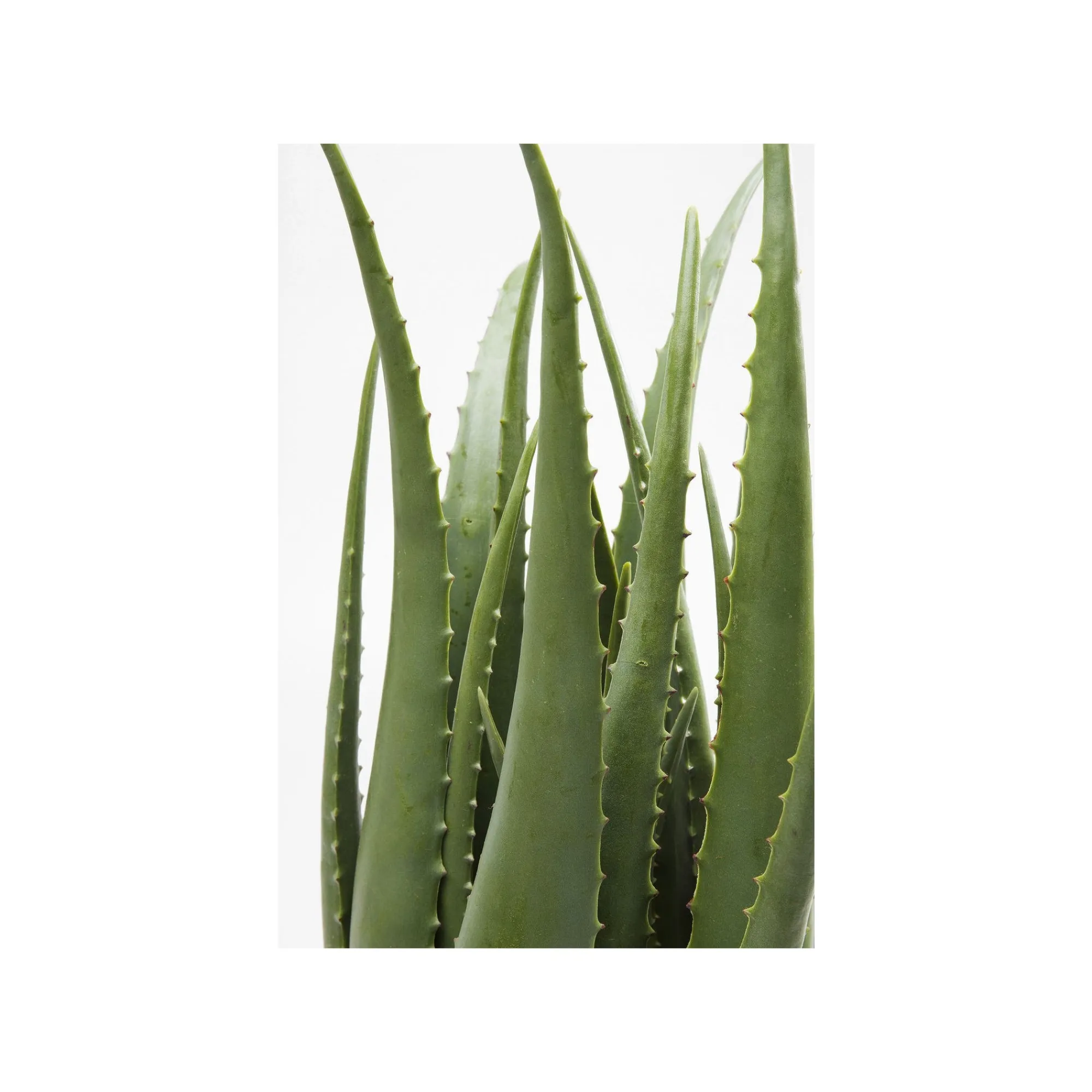 KARE Design Plante Décorative Aloe ^ Plante Décorative