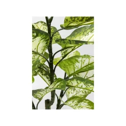 KARE Design Plante Décorative Dieffenbachia 100cm ^ Plante Décorative