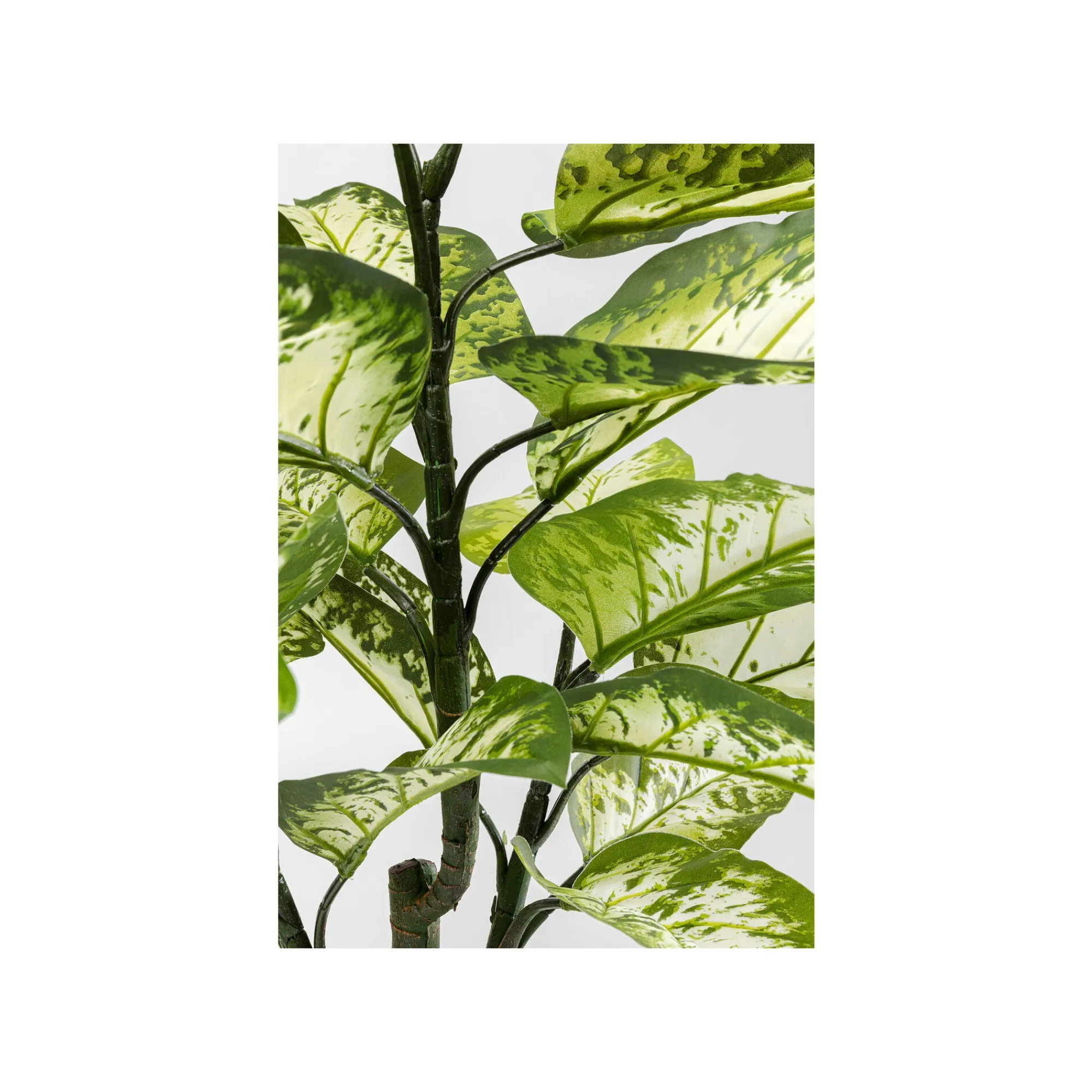 KARE Design Plante Décorative Dieffenbachia 100cm ^ Plante Décorative