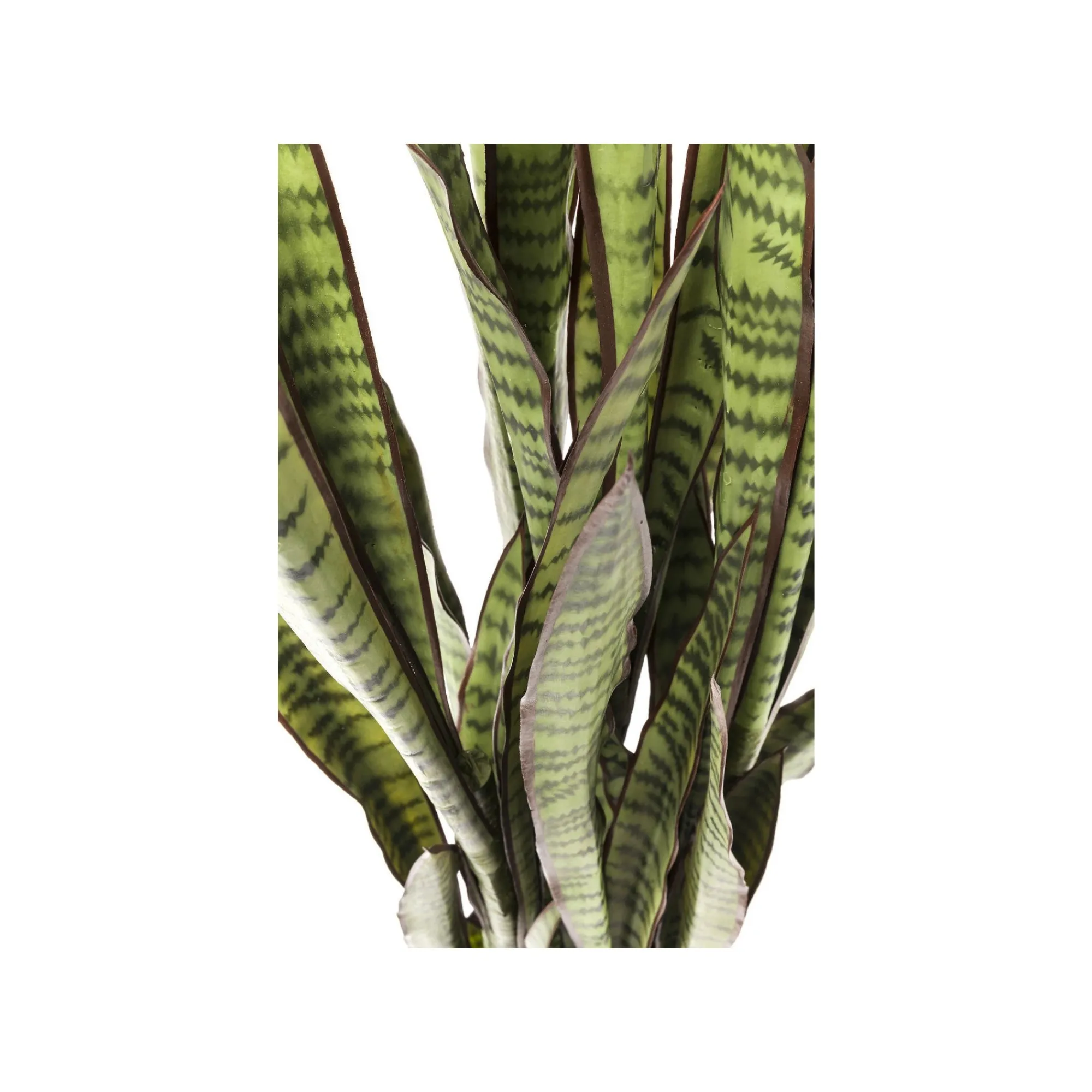 KARE Design Plante Décorative Sansevieria 155cm ^ Plante Décorative