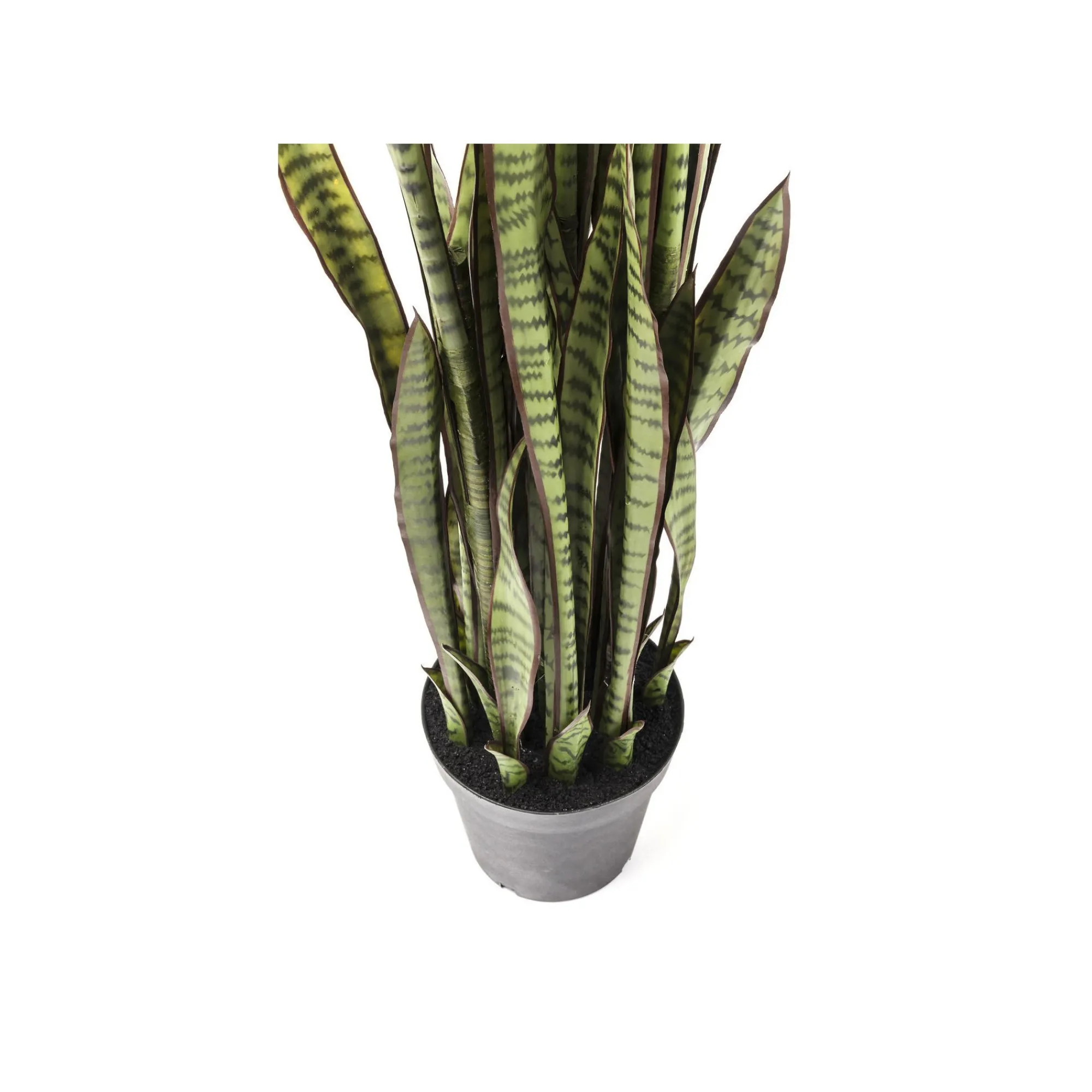 KARE Design Plante Décorative Sansevieria 155cm ^ Plante Décorative