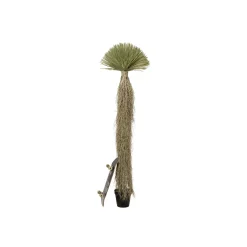 KARE Design Plante Décorative Yucca 240cm ^ Plante Décorative